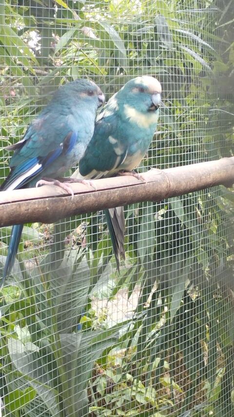  kakariki. 45 38440 Meyssi�s