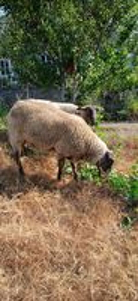   Agneau  