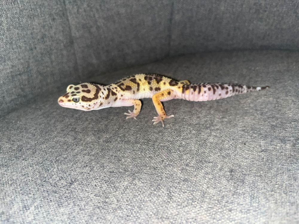  Geckos léopards 