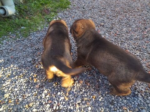 chiots berger allemand 700 02100 Lesdins