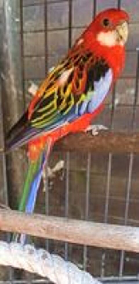   Recherche Perruche Omnicolore Femelle pour mon Coco ! 