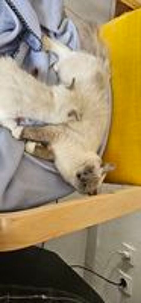   A RESERVER chatons Ragdoll 