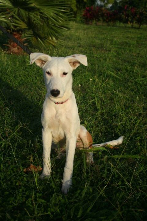 Hikari, femelle X croisé berger , née le 25/07/2025 &#128054; 300 35000 Rennes