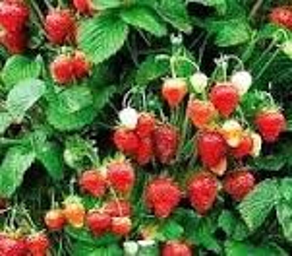 25 plants de fraisiers mount everest Jardin