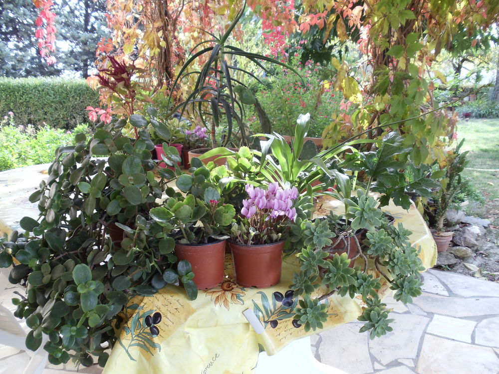 
Divers plantes - arbustes Jardin