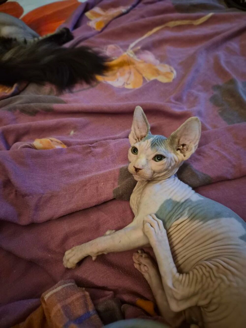   Bb sphinx  kits chatons vaccins et puce électroniq 