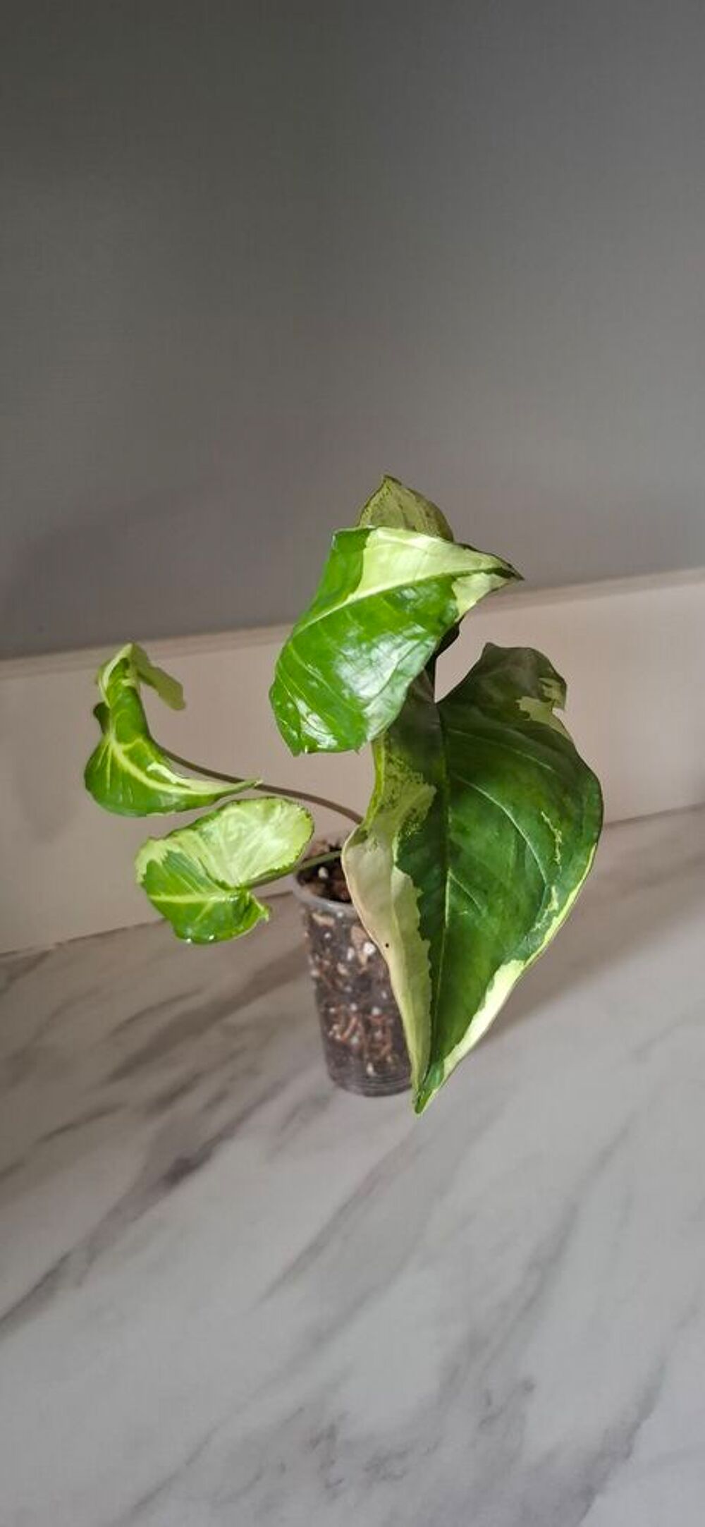 syngonium three king Décoration
