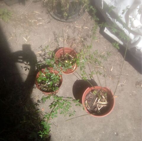 jasmin d'hiver jaune 4 Beauchamp (95)