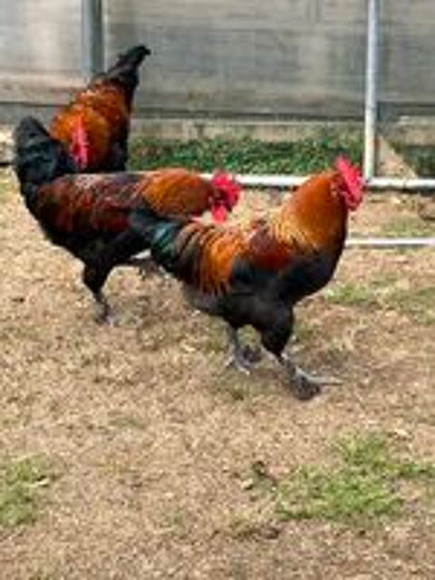   Coq marans noire cuivrée pure race 