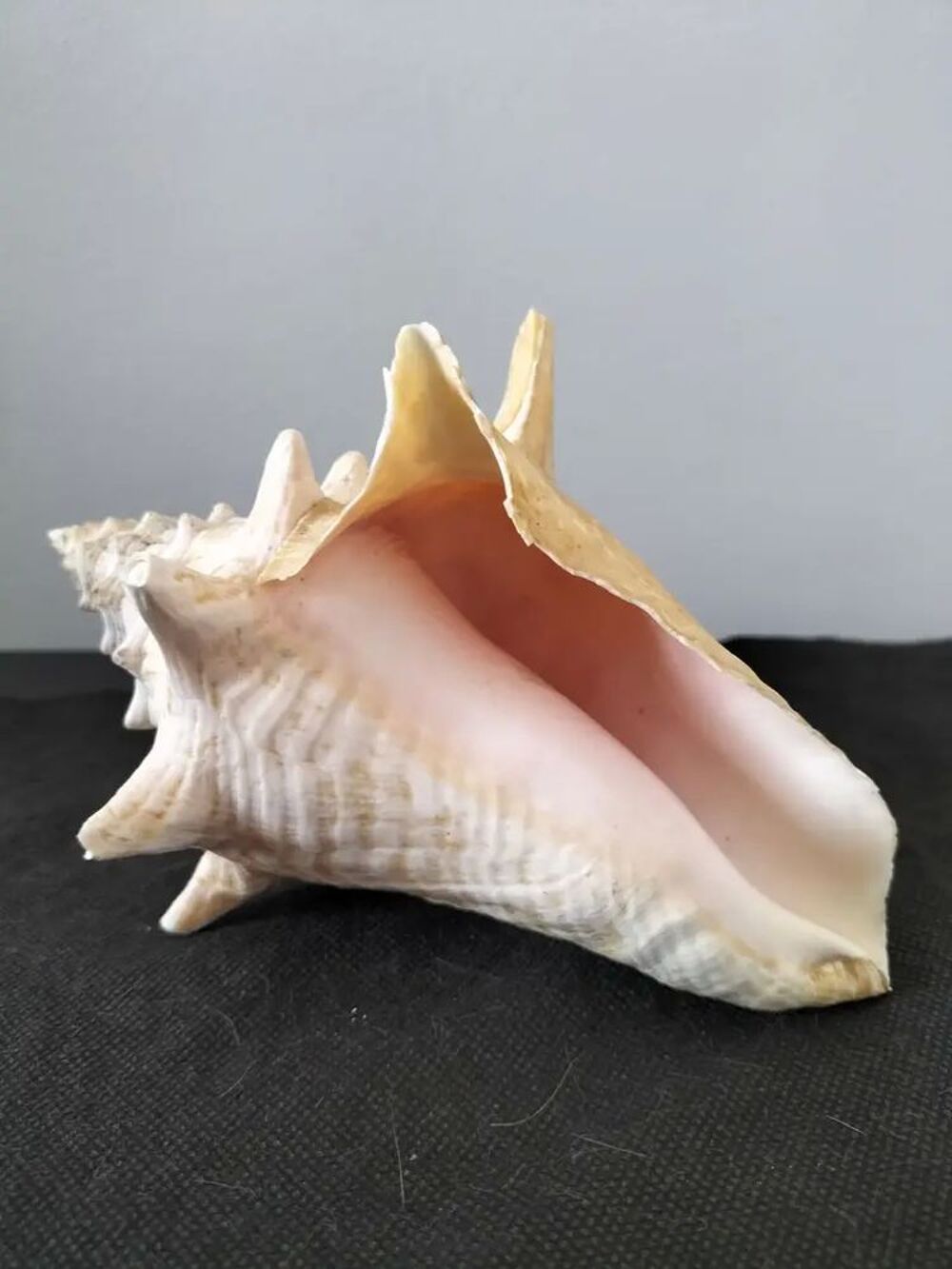Coquillage Strombix Décoration