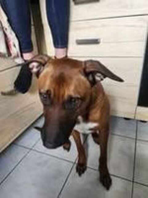   Chien SIMBA à l adoption 