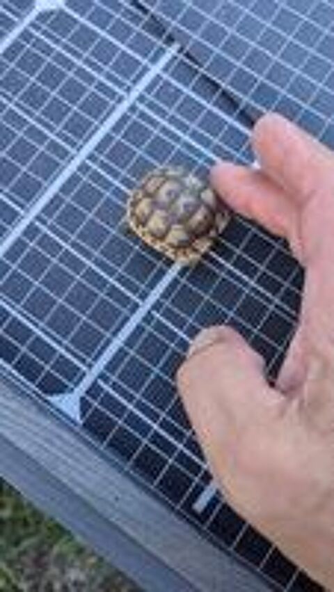   Tortue terrestre 