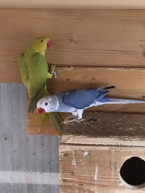 Perruches &agrave; collier 1 07380 Meyras