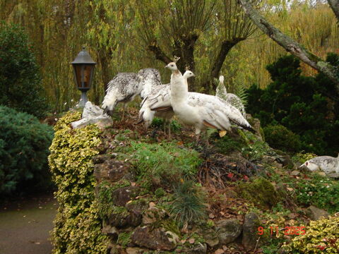 Paon nigrip&egrave;ne 95 58140 Saint-andr�-en-morvan