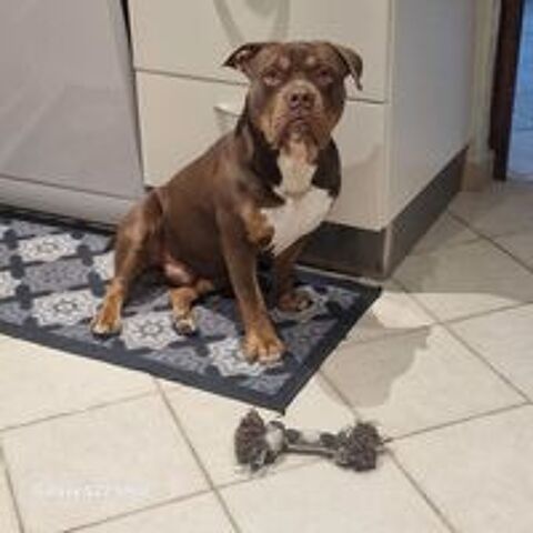   Zeus Américain bully  