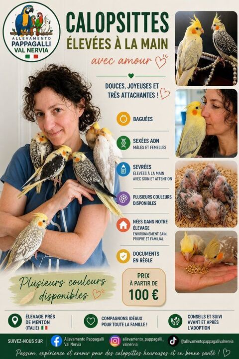 Calopsittes EAM Bagu&eacute;es, sex&eacute;es ADN, sevr&eacute;es 100 06500 Menton