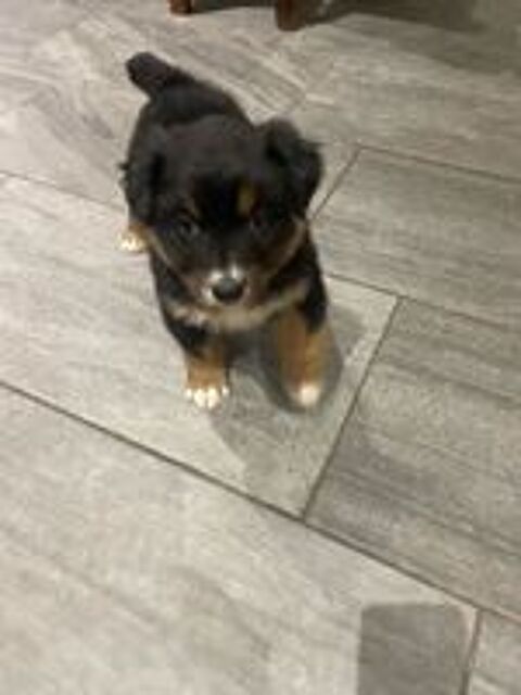   Chiots mle noir tricolore berger australien  