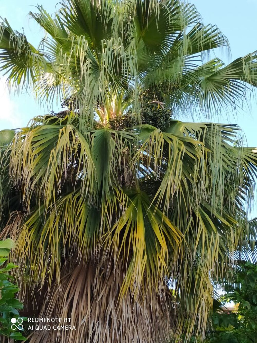 Palmier &eacute;ventail du Mexique Jardin