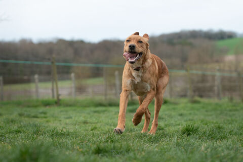 Whisky chiot type labrador à adopter 250 33230 Coutras