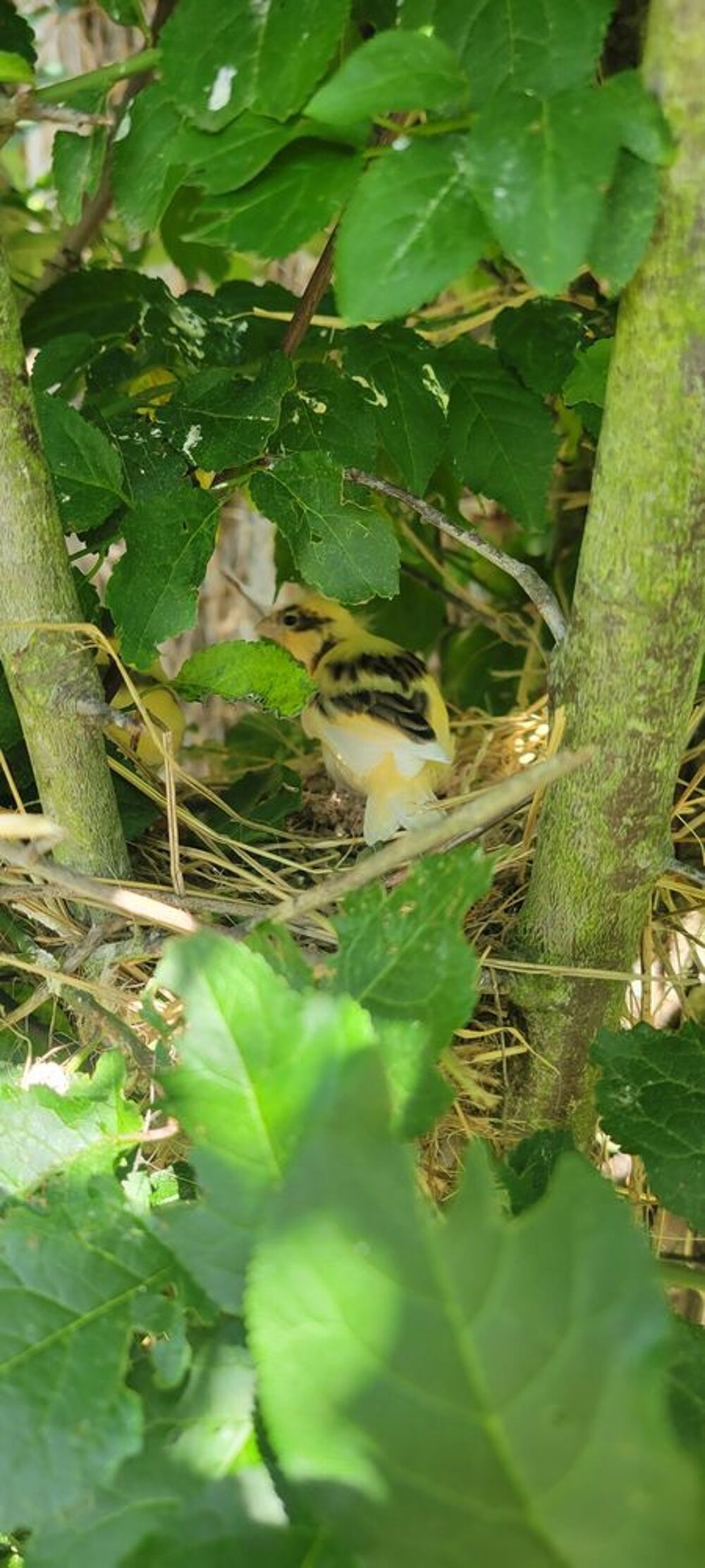   Oiseaux  Roselin du Mexique, mandarins  