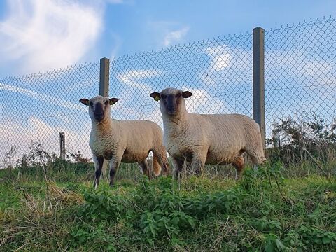 Moutons Shropshire 22250 Lanrelas