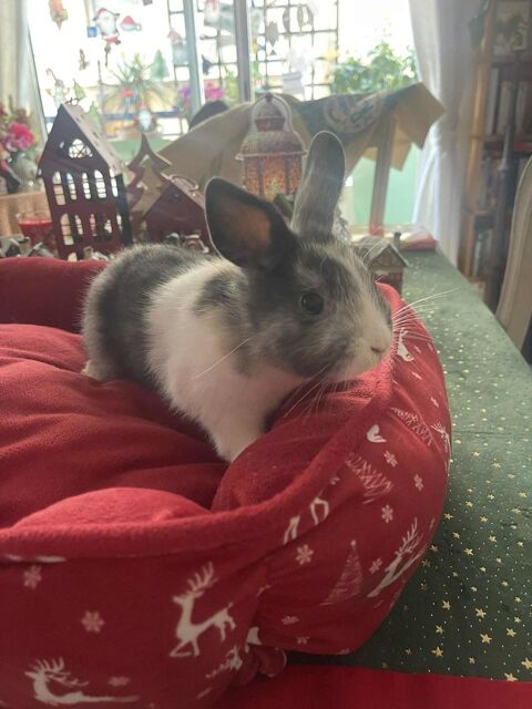 Lapins extras nains 50 83100 Toulon