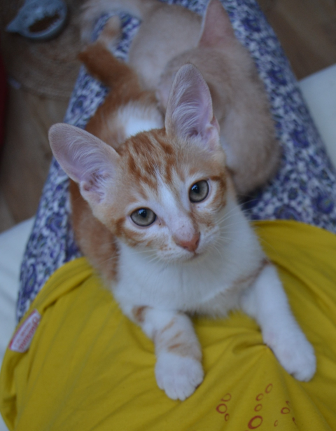 Tempeh 220 44000 Nantes