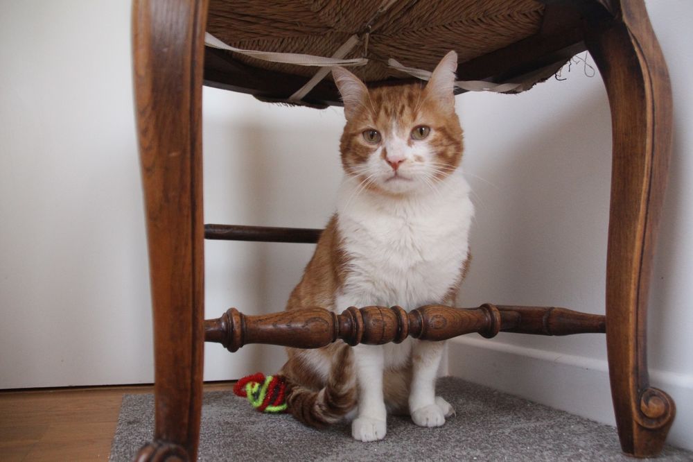   MIOSSEC CHAT ROUX & BLANC 8 ANS 1/2 