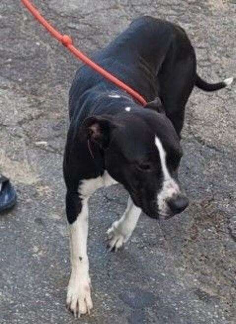 AGLAE, type labrador 1 an 200 34500 B�ziers