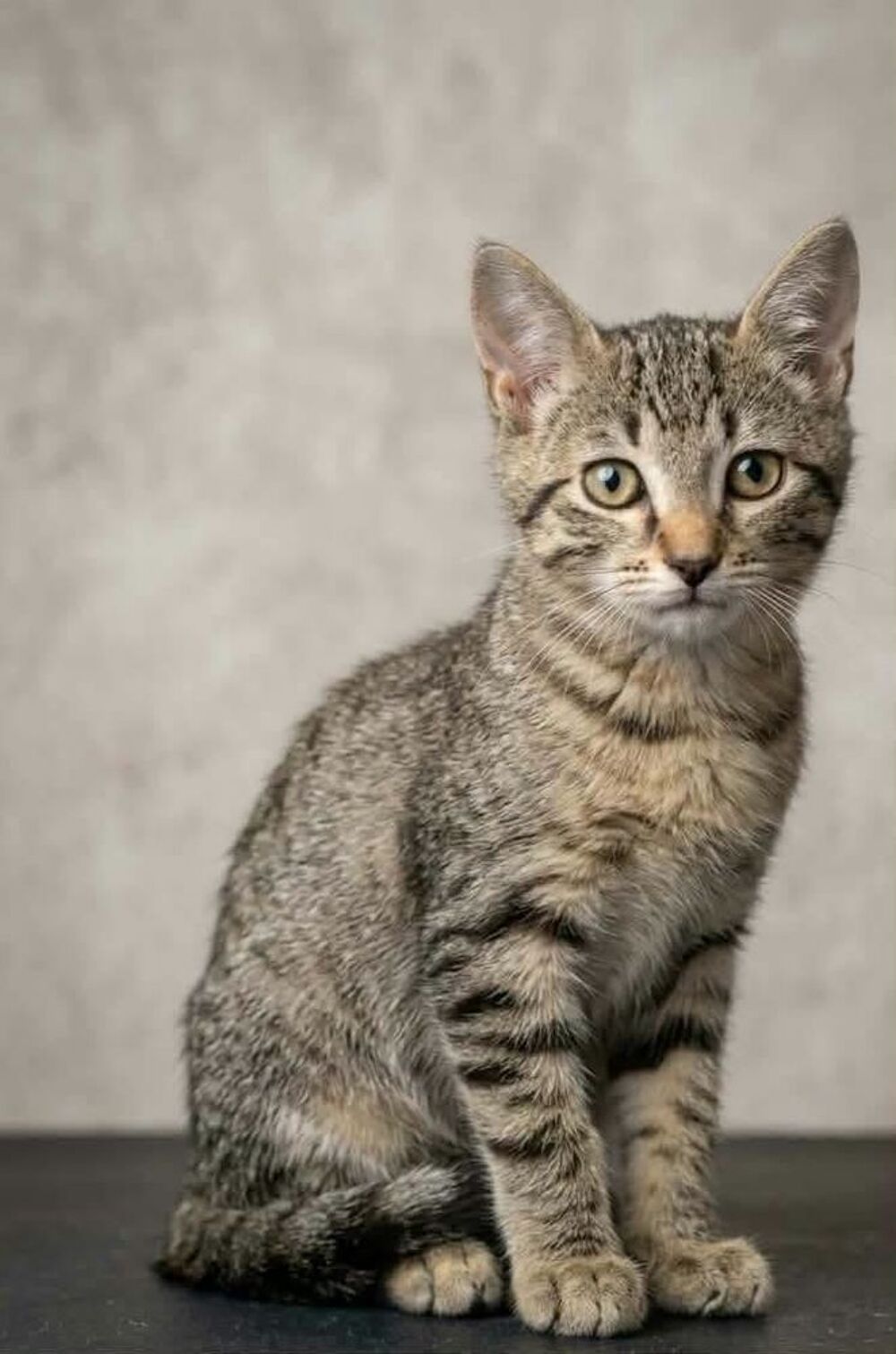   NUTS adorable chaton 3 mois cherche famille 