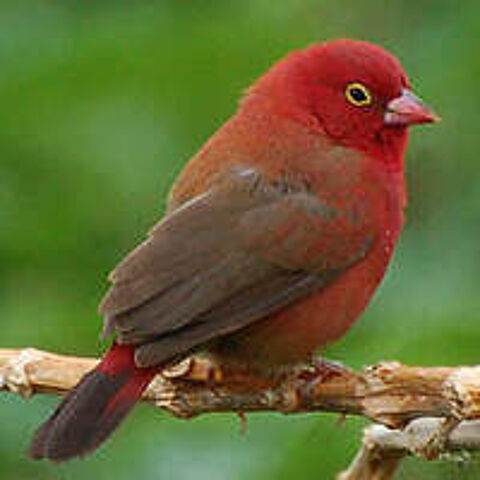 C&egrave;de divers oiseaux 40 45800 Saint-jean-de-braye