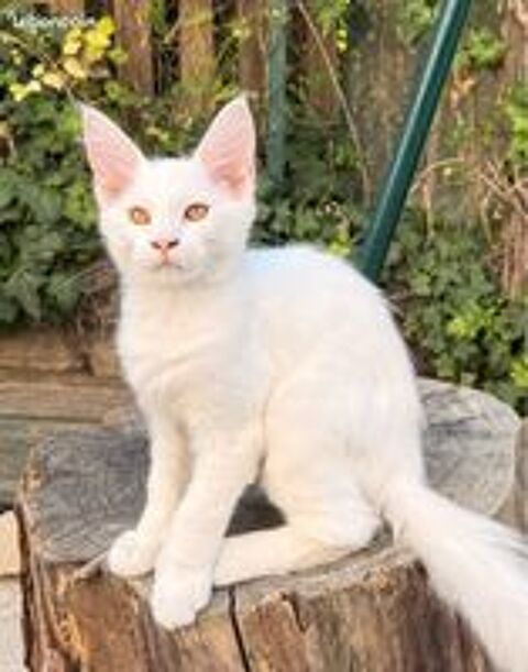   Chaton Maine Coon male LOOF polydactyle 