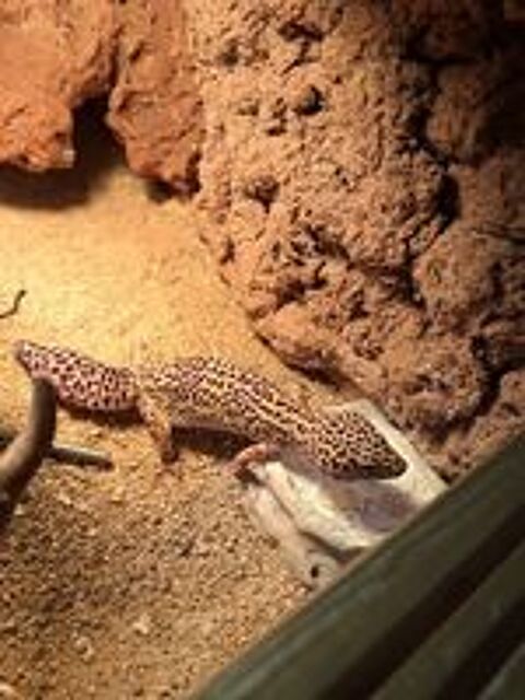   Terrarium et gecko lopard 