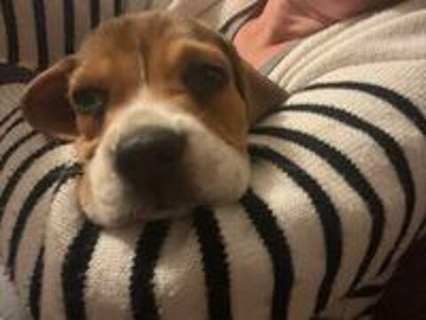   chiot beagle pure race ayant 2 mois 