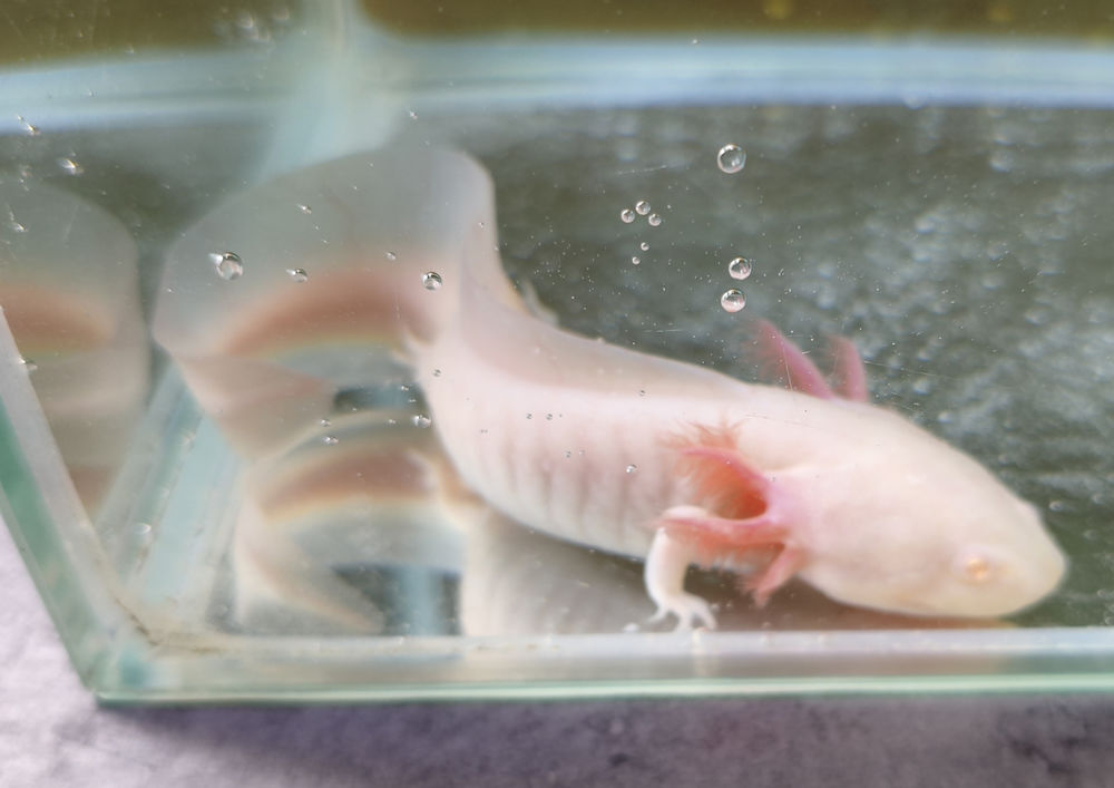   AXOLOTL Albinos 