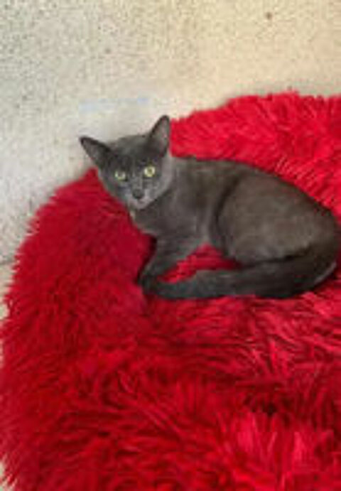   Bobby gentil chat 6 mois cherche famille serieuse 