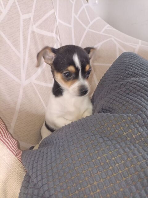 Chihuahua a reserver 1100 45300 Manchecourt