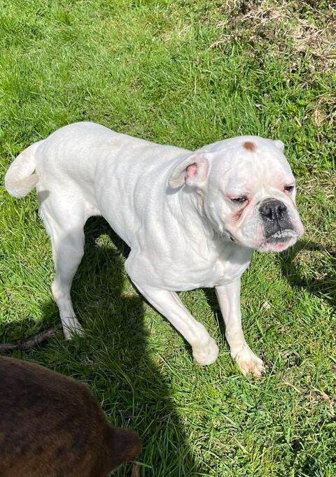 chien boxer 0 62560 Fauquembergues