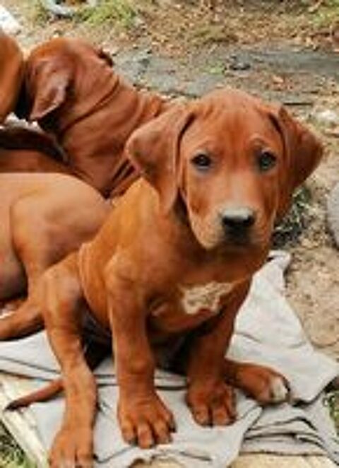   chiots rhodesian ridgeback 