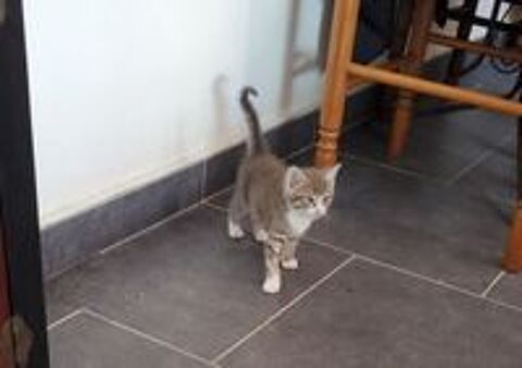   Don de chatons 