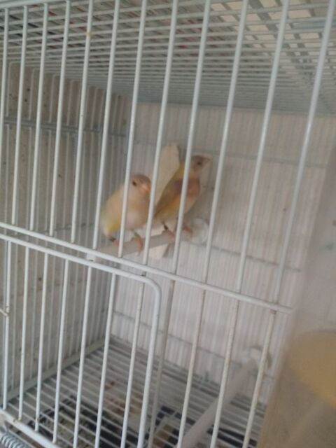 Couple de diamant goulds lutino  100 94190 Villeneuve-saint-georges