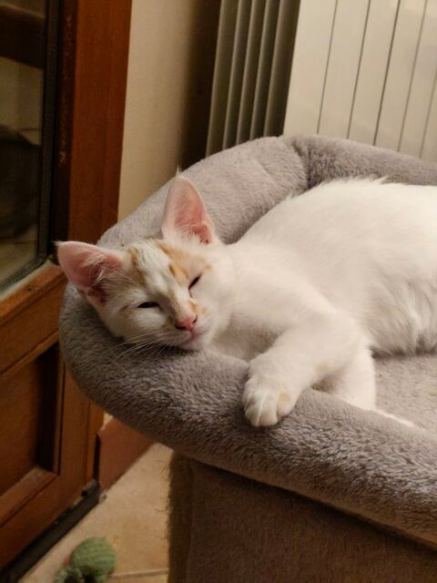 Cumin & Curry 230 69150 Dcines-charpieu