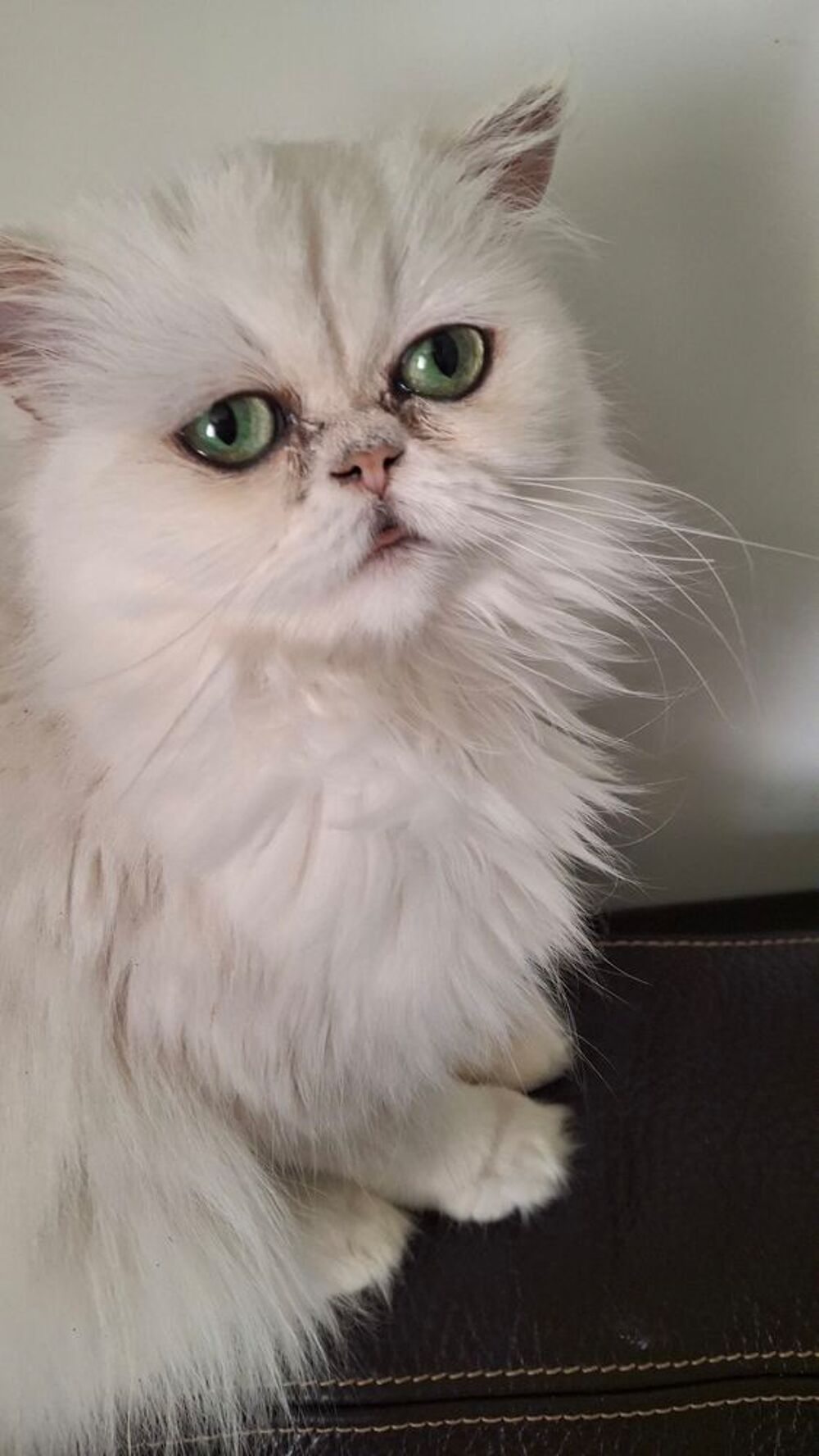   Persane Chinchilla Loof 2 ans  