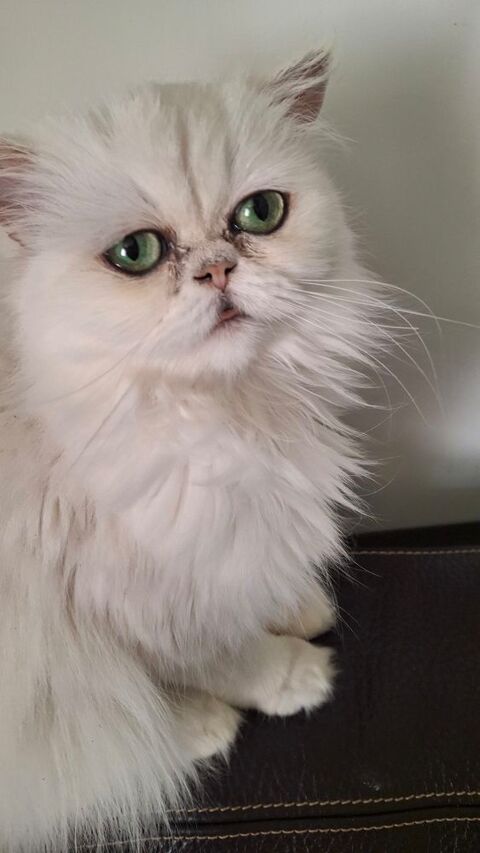 Persane Chinchilla Loof 2 ans 600 47600 Nérac