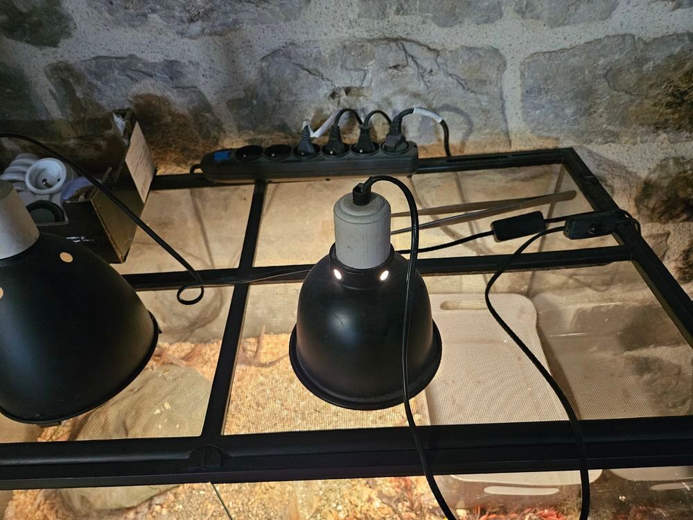 Terrarium (x2) et un occupant (boa) 