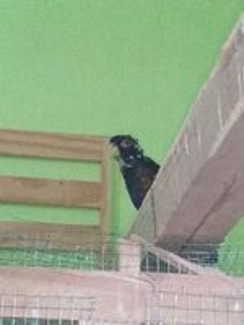   Pionus Chalcopterus - Pione noire mâle bagué 2024 