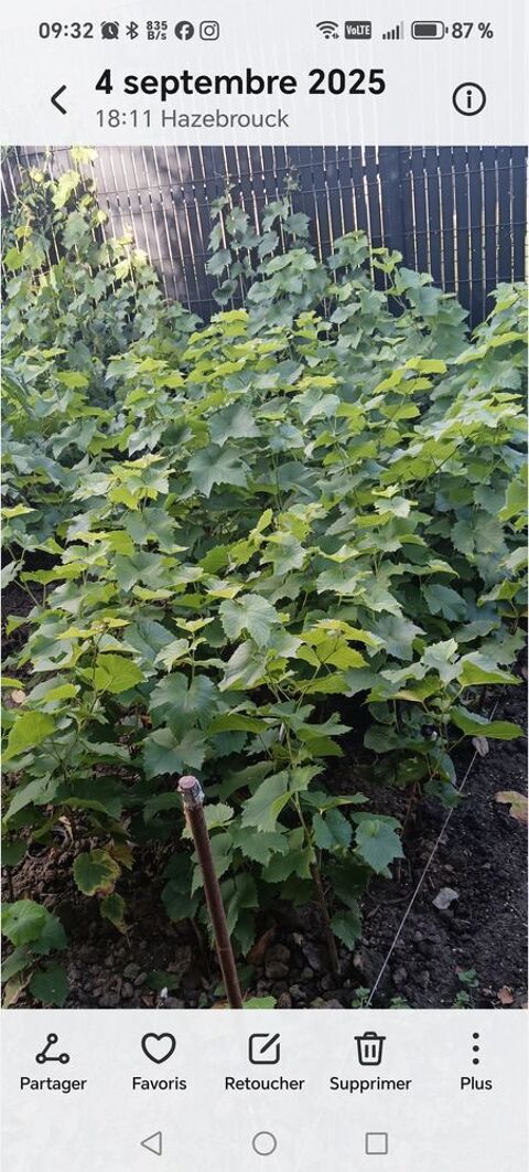 Pied de vigne raisin blanc et noir 4 Hazebrouck (59)