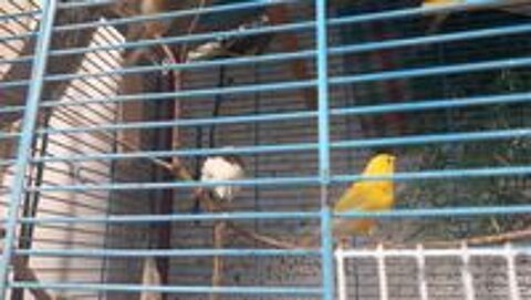   Canaris 