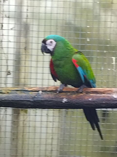 Perroquet Ara Severe 600 37000 Tours