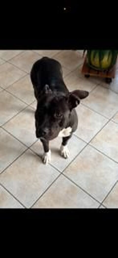 Chien DHALIE à l adoption 210 43320 Loudes